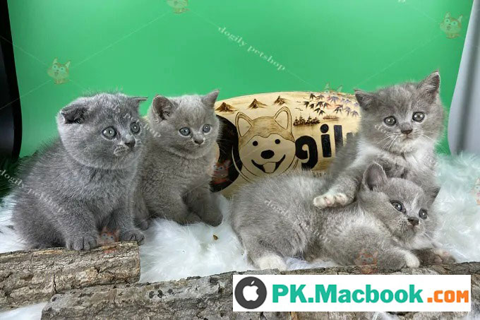 Top 5 giống mèo cảnh giá rẻ dưới 500k mà bạn nên mua